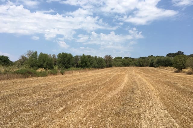 Undeveloped Land for sale in Muro - € 335,000 (Ref: 7450808)