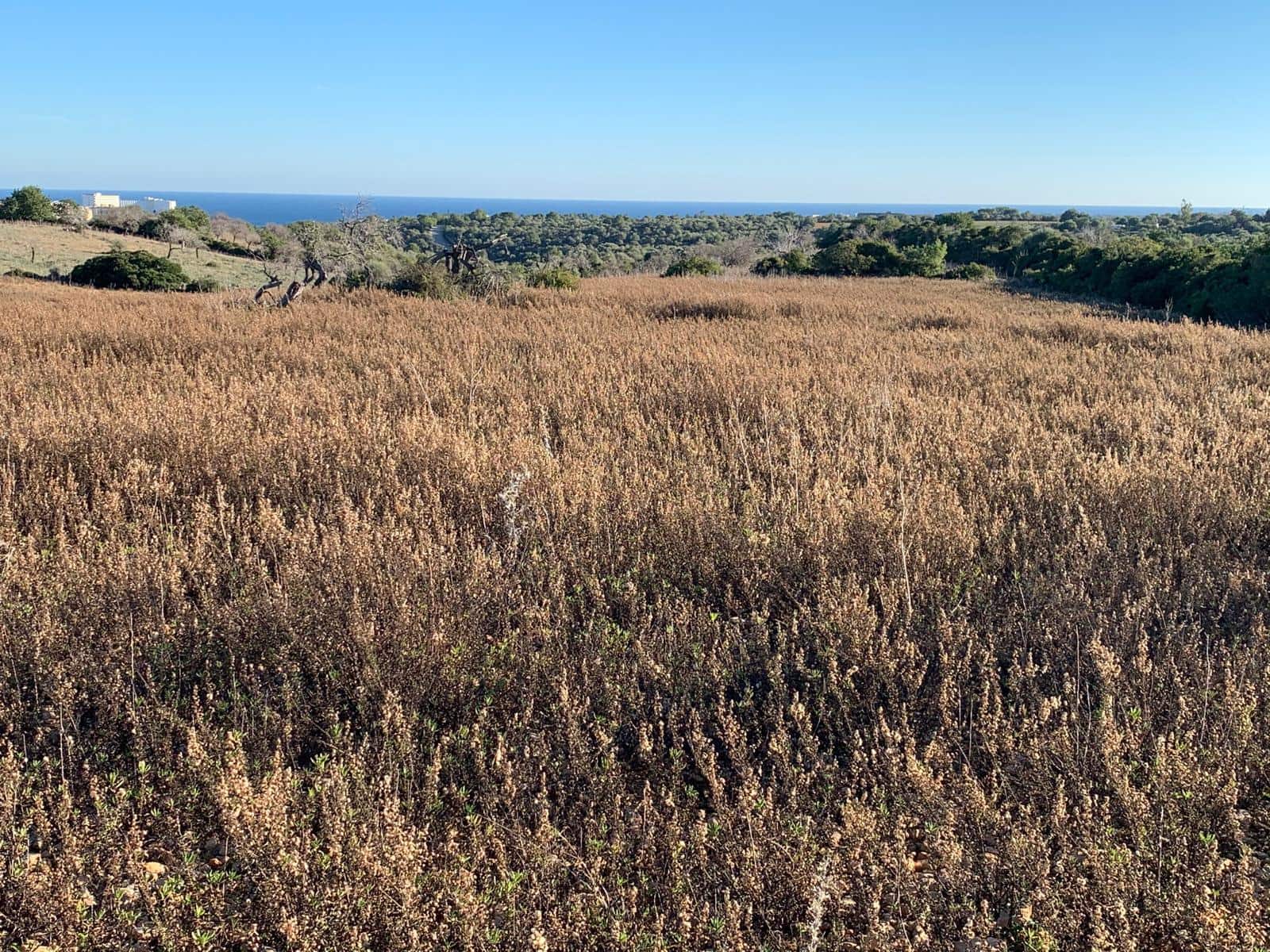 4 soverom Finca/Herregård til salgs i Cala Murada - € 2 700 000 (Ref: 9319549)