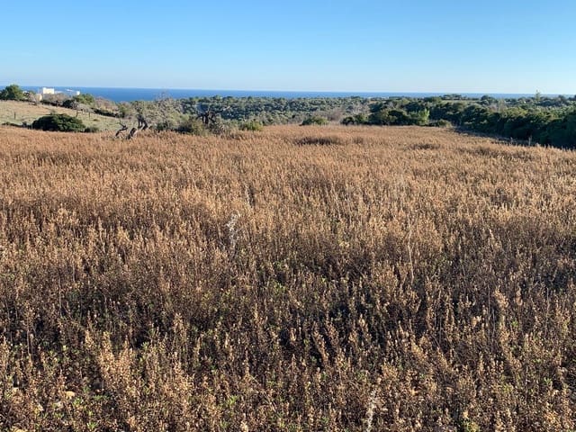 4 quarto Quinta/Casa Rural para venda em Cala Murada, Manacor - 2 700 000 € (Ref: 9319549)