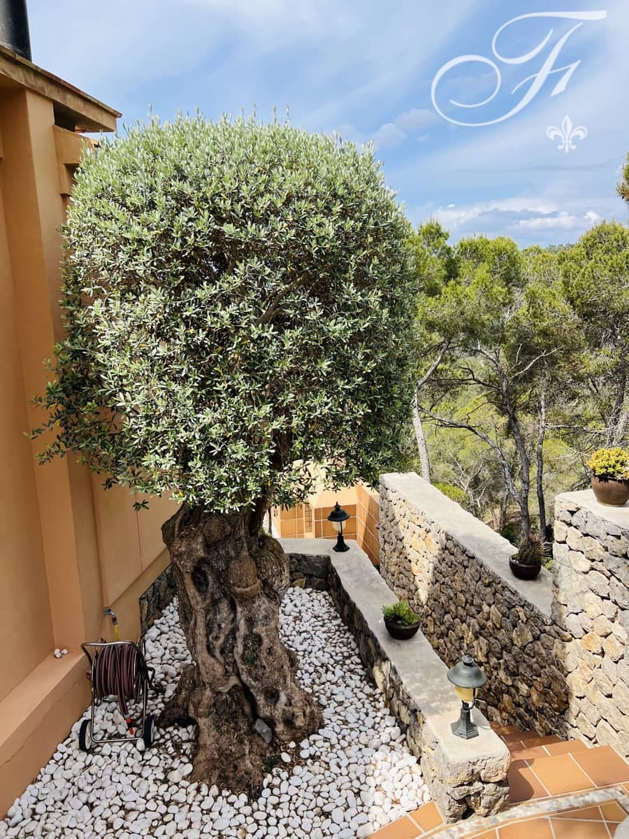 3 soverom Villa til salgs i Santa Eulalia / Santa Eularia med svømmebasseng - € 2 595 000 (Ref: 8878640)