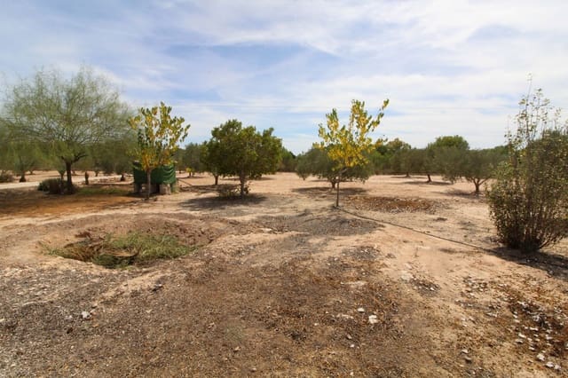 Undeveloped Land for sale in Elche / Elx - € 79,000 (Ref: 7767669)