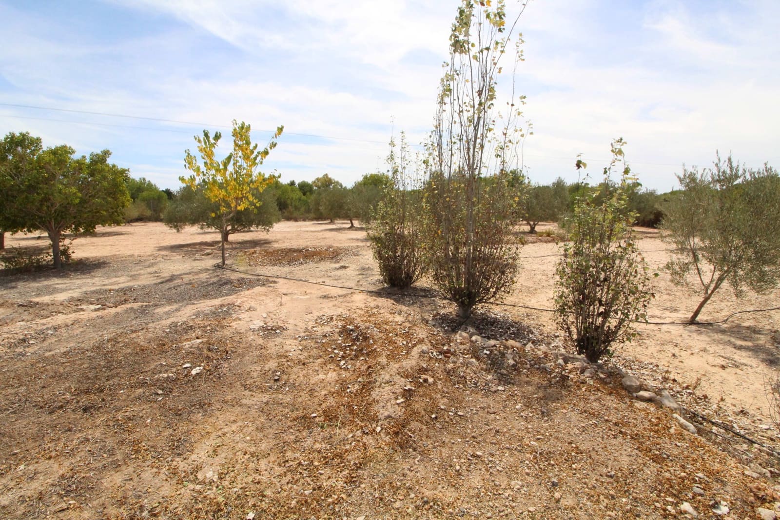 Undeveloped Land for sale in Elche / Elx - € 79,000 (Ref: 7767669)