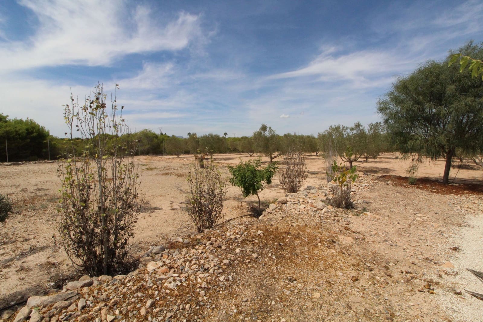 Undeveloped Land for sale in Elche / Elx - € 79,000 (Ref: 7767669)