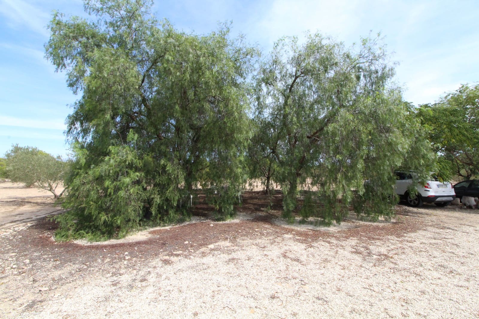 Undeveloped Land for sale in Elche / Elx - € 79,000 (Ref: 7767669)