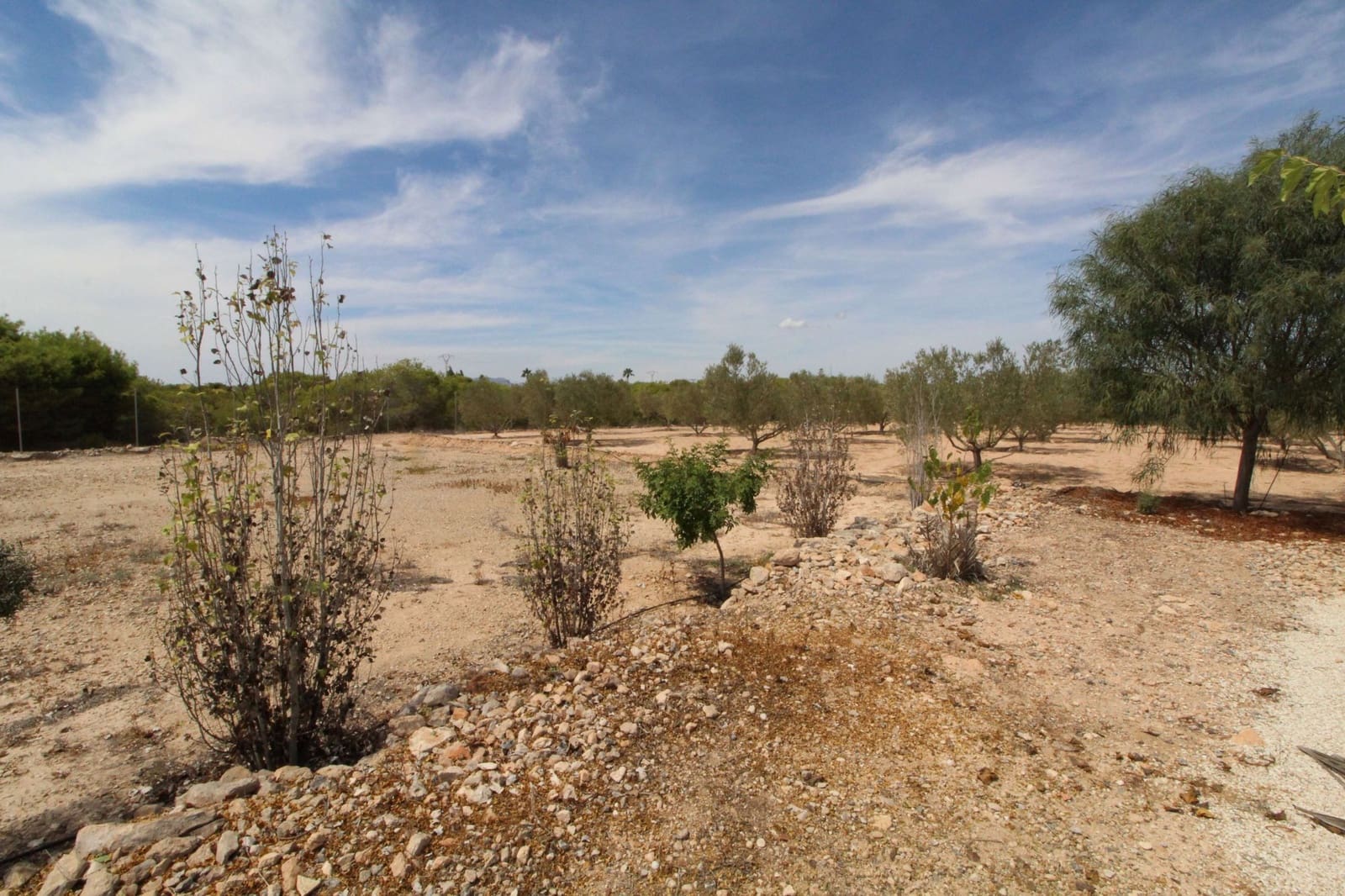 Undeveloped Land for sale in Elche / Elx - € 79,000 (Ref: 7767669)
