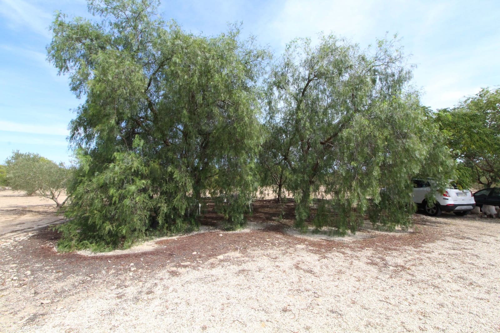 Undeveloped Land for sale in Elche / Elx - € 79,000 (Ref: 7767669)