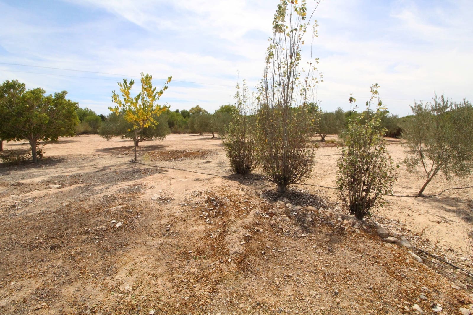 Undeveloped Land for sale in Elche / Elx - € 79,000 (Ref: 7767669)
