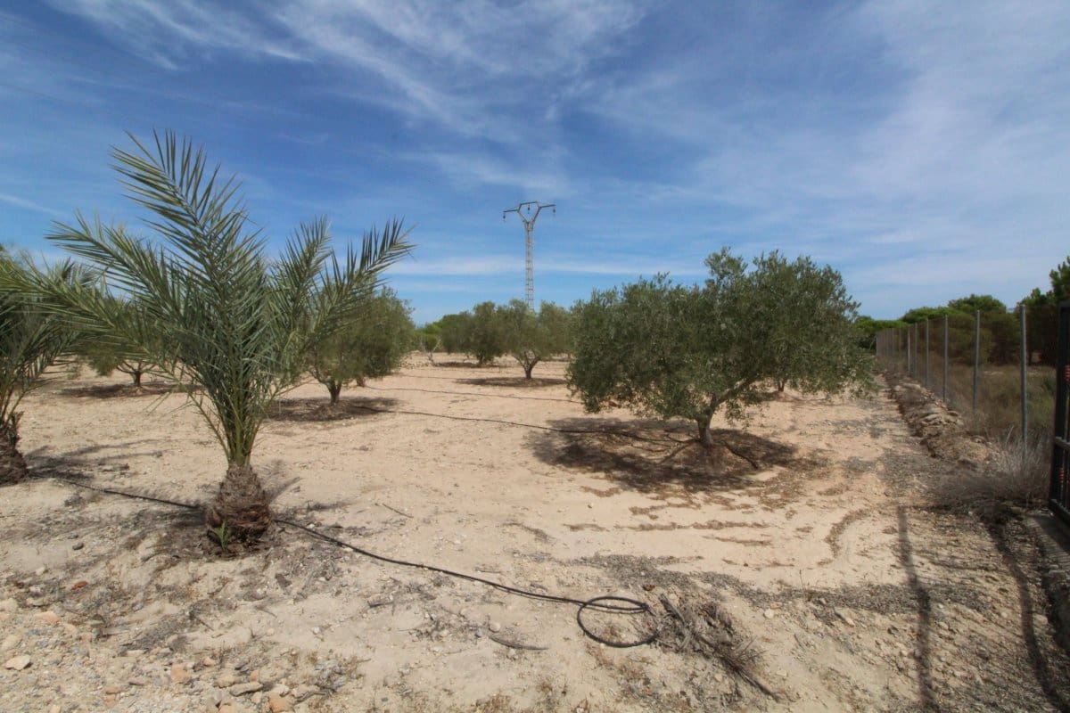 Terre non Aménagée à vendre à Elche / Elx - 79 000 € (Ref: 7767669)