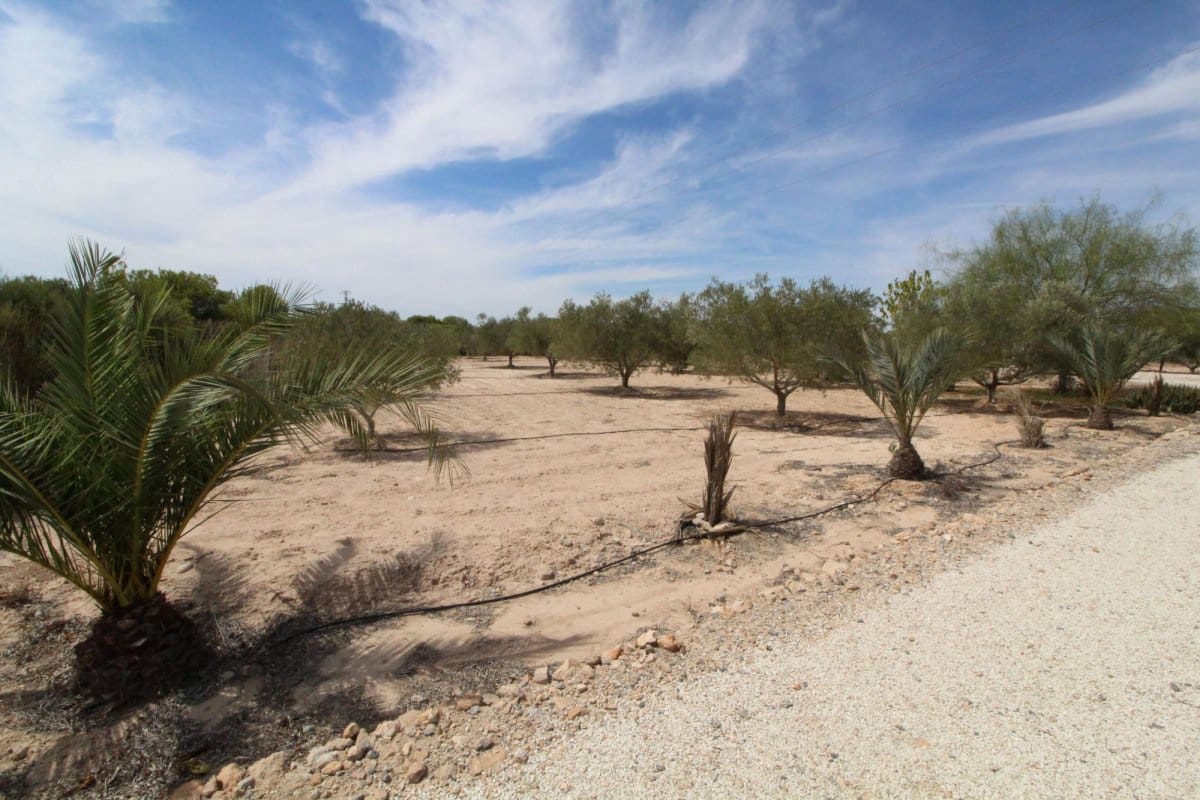 Terre non Aménagée à vendre à Elche / Elx - 79 000 € (Ref: 7767669)