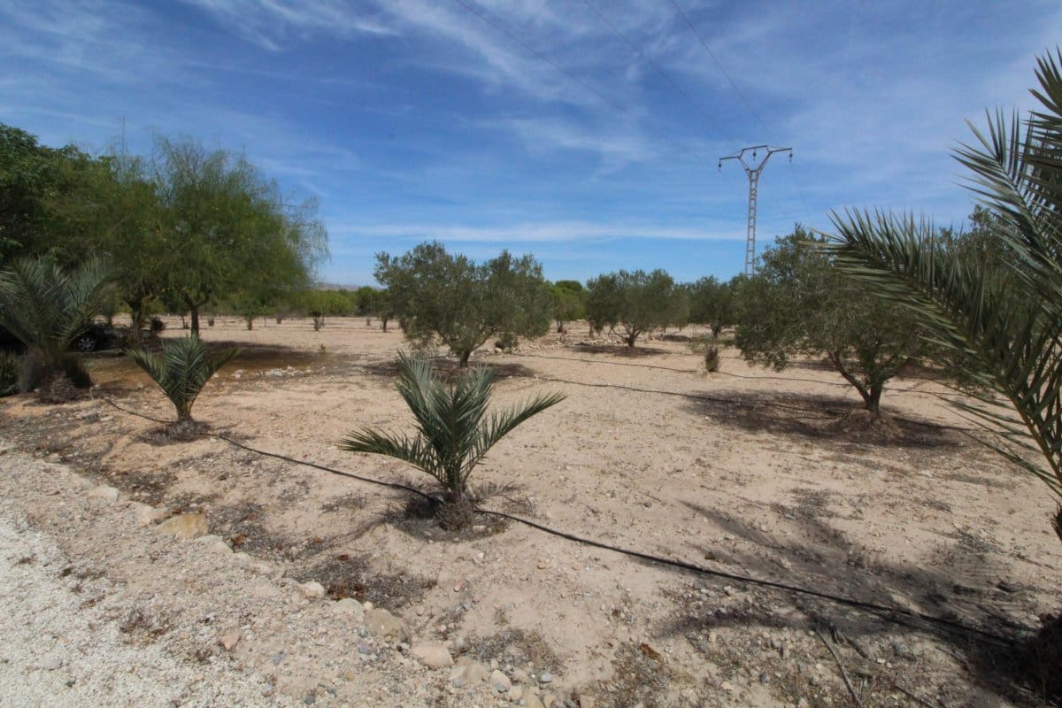 Terre non Aménagée à vendre à Elche / Elx - 79 000 € (Ref: 7767669)