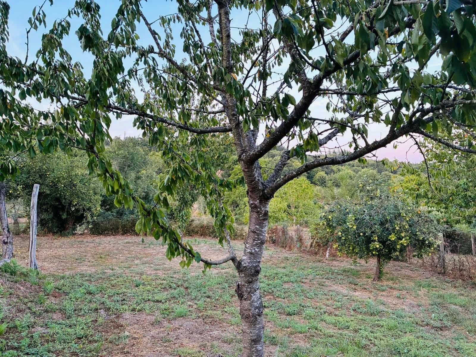 2 Zimmer Finca/Landgut zu verkaufen in Boveda mit Garage - 195.000 € (Ref: 10023040)