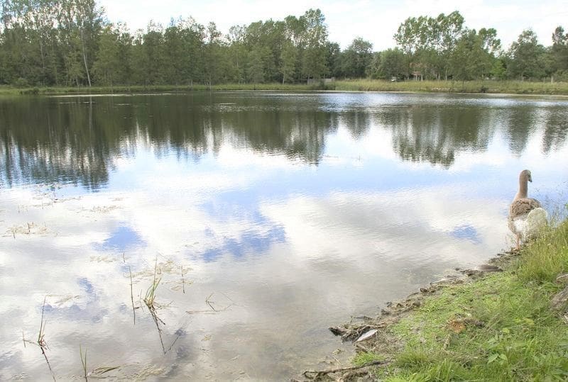 10 soveværelse Finca/Landehus til salg i Monforte de Lemos - € 395.000 (Ref: 3195362)