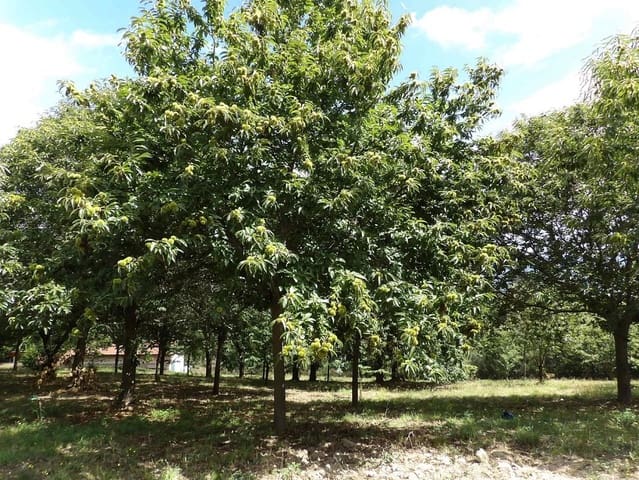 Finca/Casa Rural de 5 habitaciones en Pantón en venta con garaje - 499.000 € (Ref: 8037023)