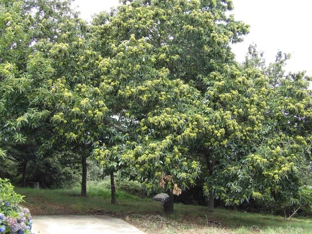 Finca/Casa Rural de 5 habitaciones en Pantón en venta con garaje - 499.000 € (Ref: 8037023)