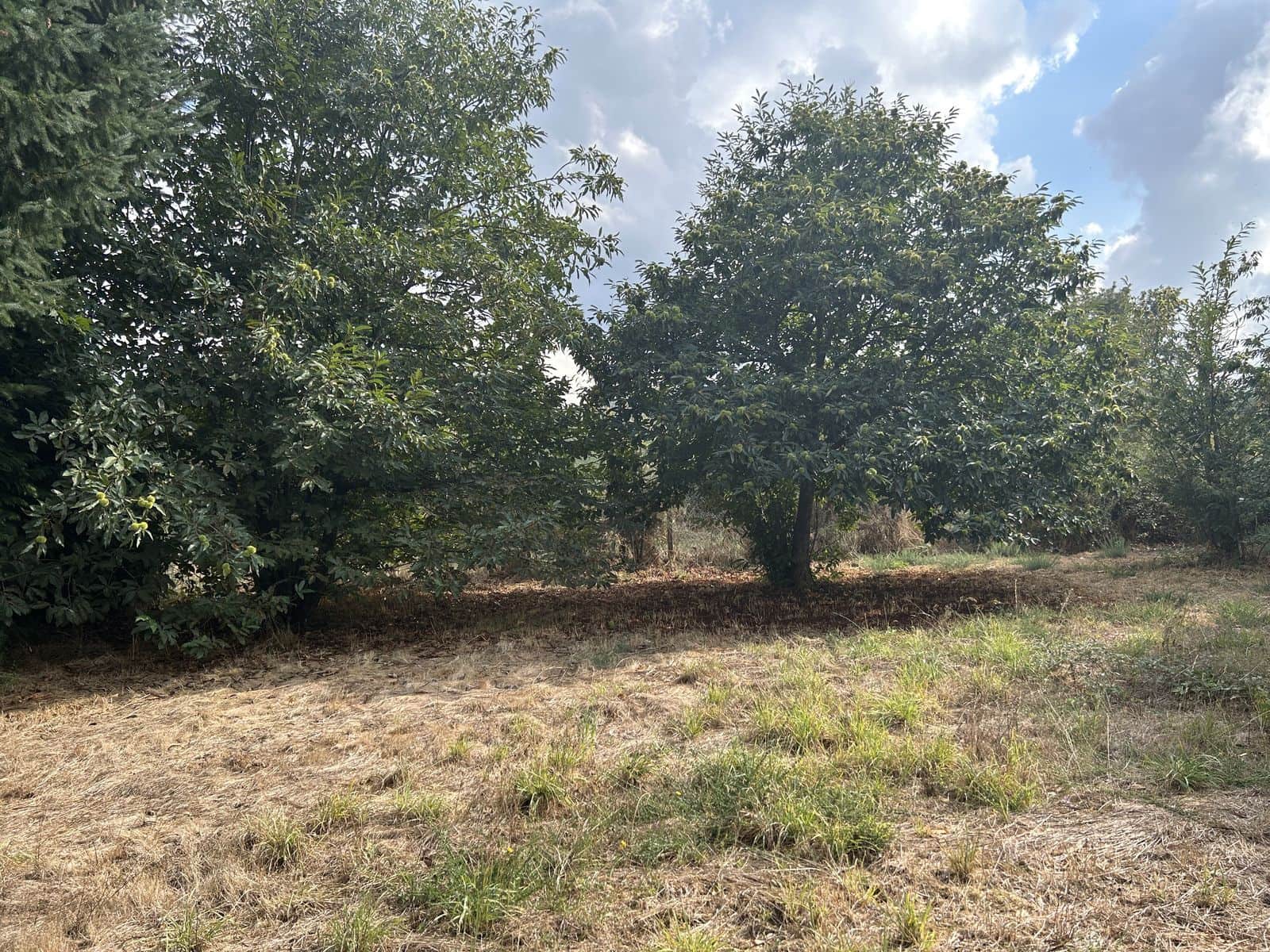 5 soveværelse Finca/Landehus til salg i Xinzo de Limia med swimmingpool garage - € 225.000 (Ref: 8543556)