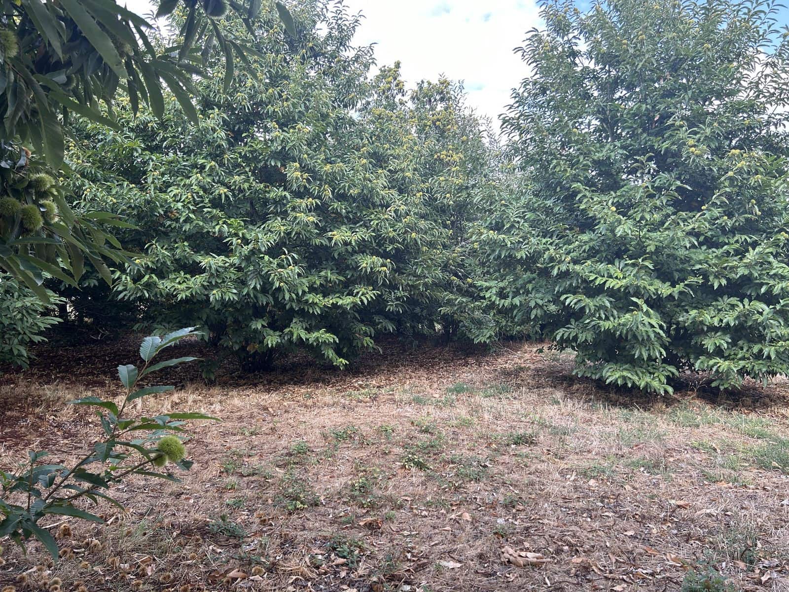 5 soveværelse Finca/Landehus til salg i Xinzo de Limia med swimmingpool garage - € 225.000 (Ref: 8543556)