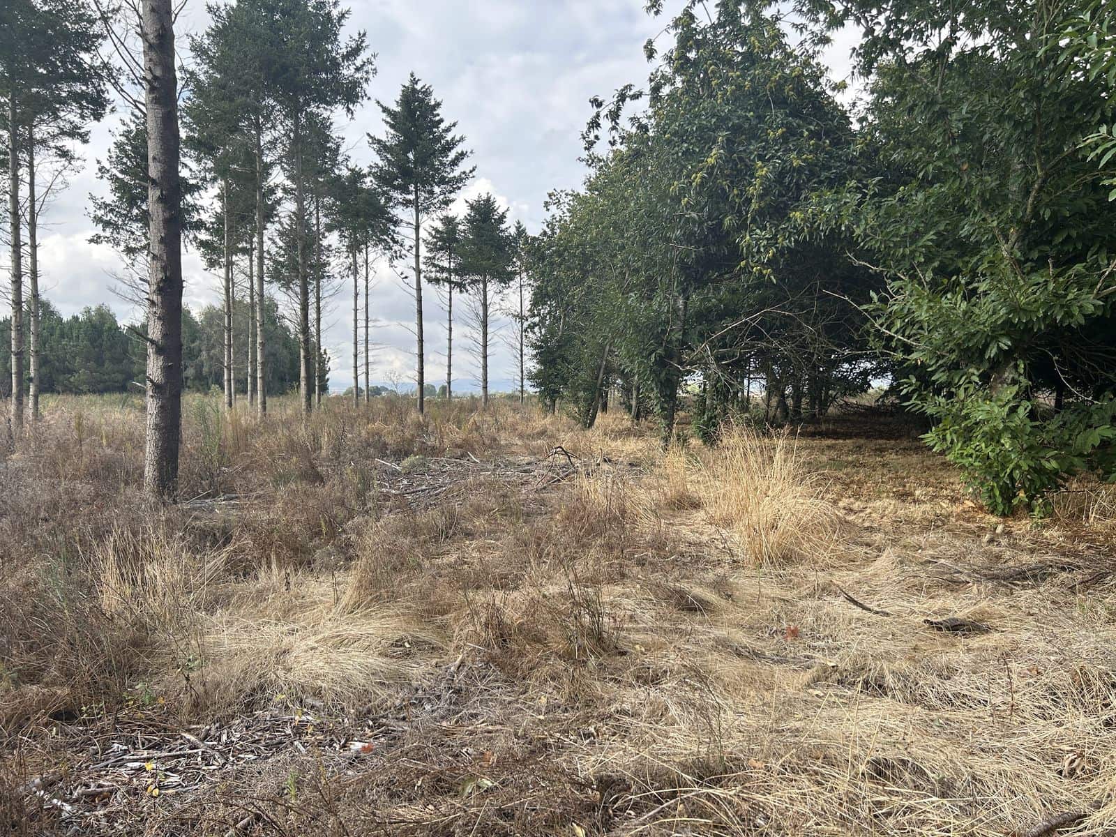 5 soveværelse Finca/Landehus til salg i Xinzo de Limia med swimmingpool garage - € 225.000 (Ref: 8543556)