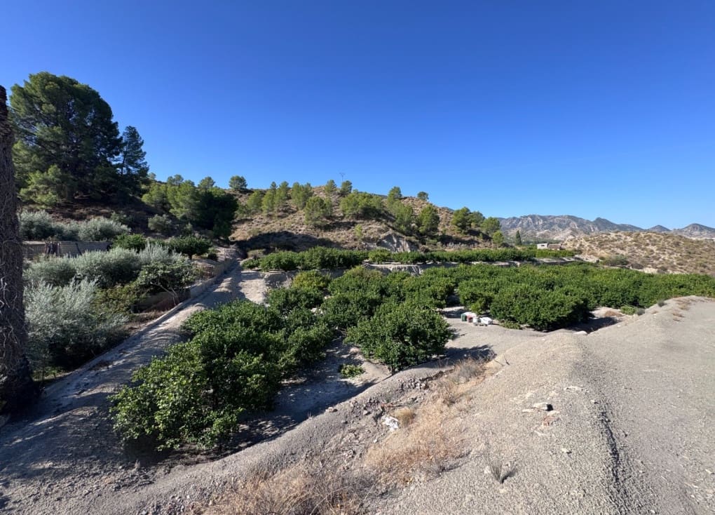 Terreno Non Edificato in vendita in Blanca - 30.000 € (Rif: 10147414)