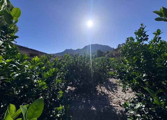 Terreno Non Edificato in vendita in Blanca - 30.000 € (Rif: 10147414)