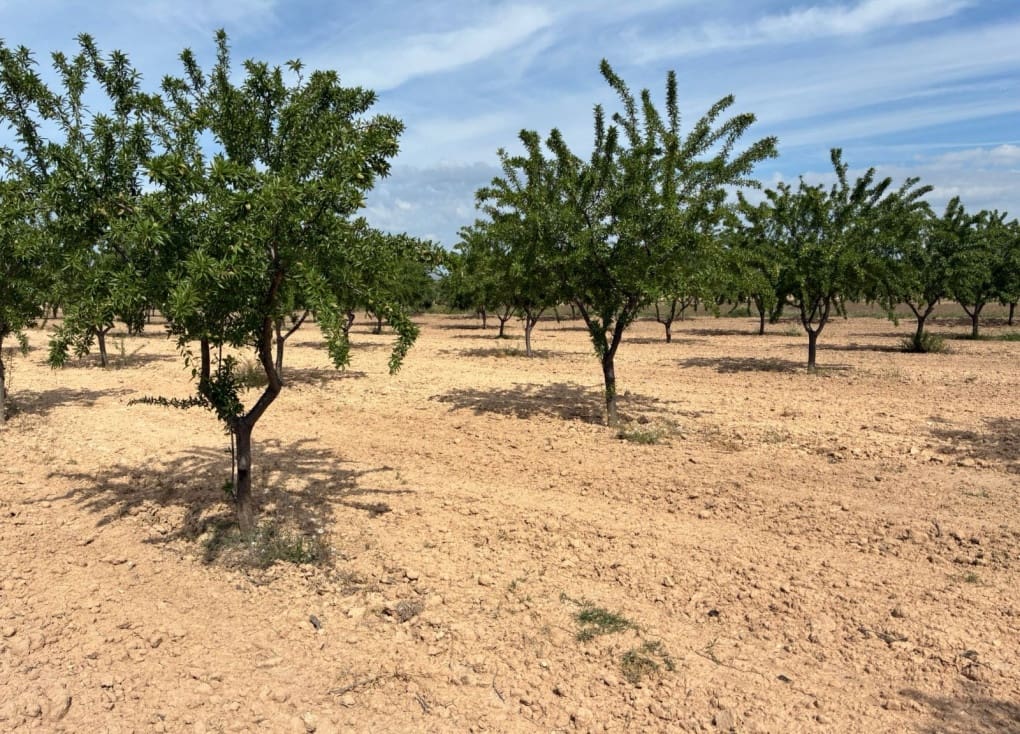 Byggegrund til salg i Ricote - € 26.000 (Ref: 9165287)