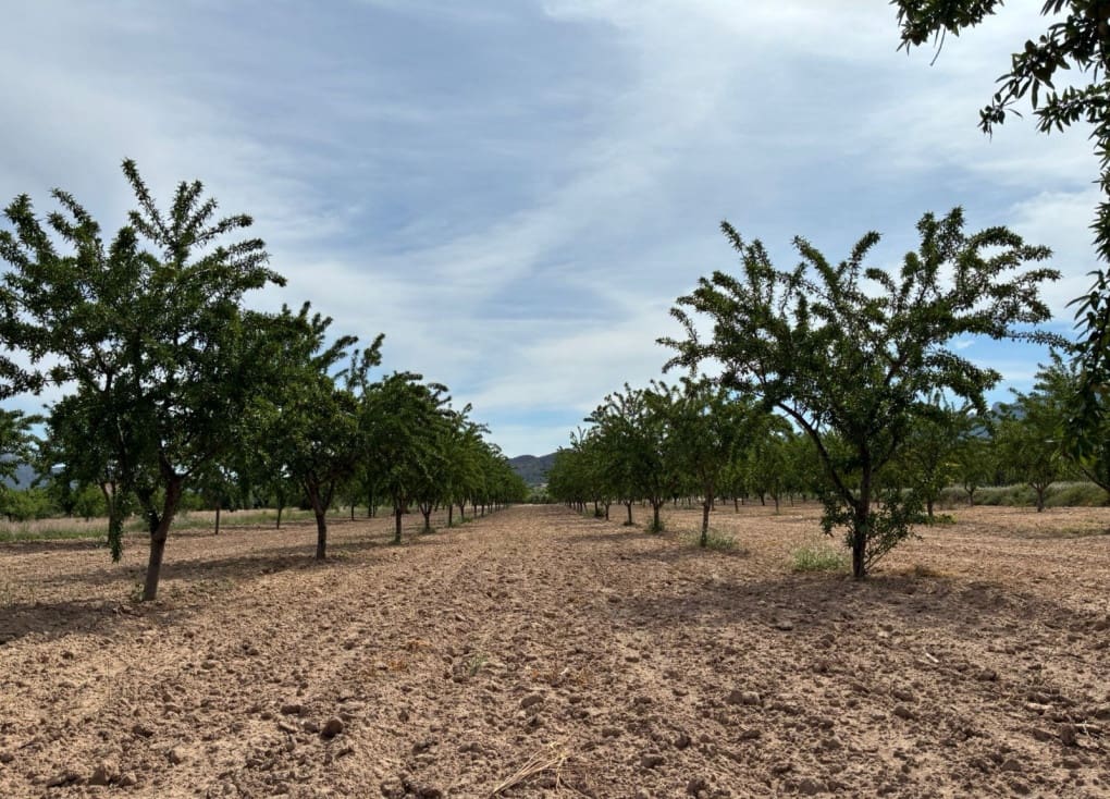 Byggegrund til salg i Ricote - € 26.000 (Ref: 9165287)