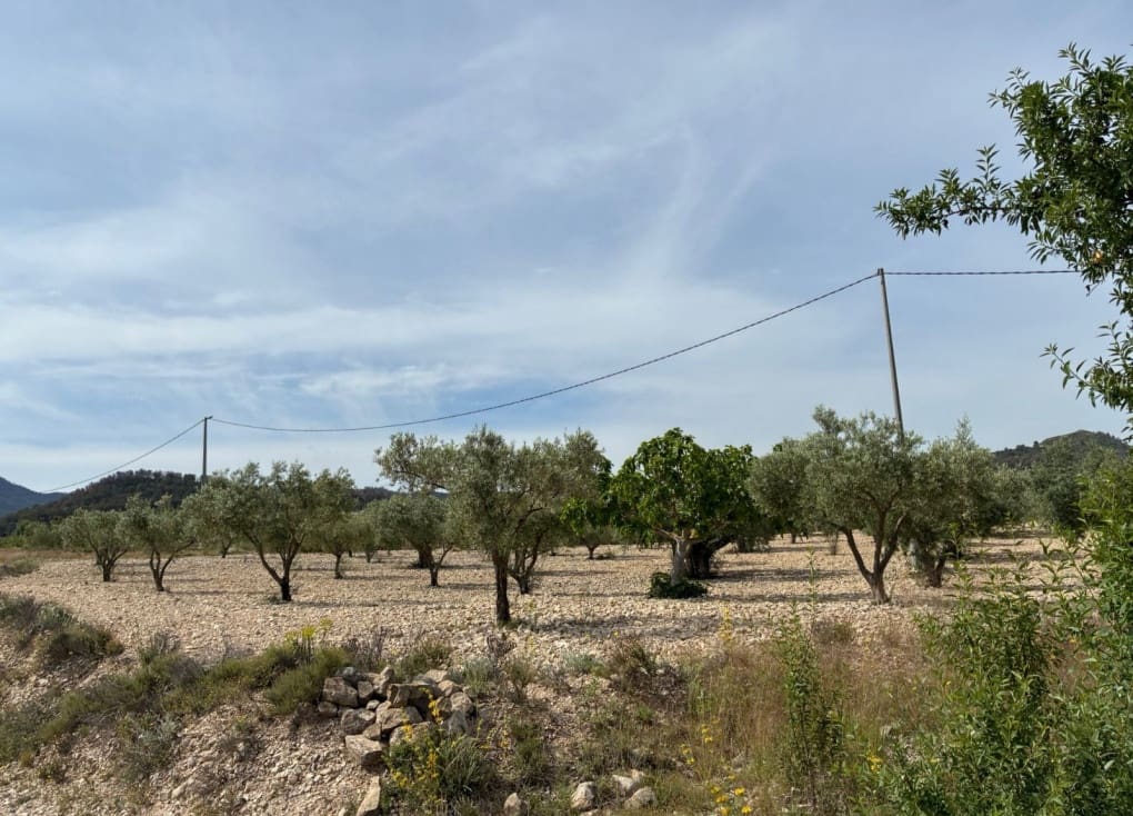 Byggegrund til salg i Ricote - € 26.000 (Ref: 9165287)