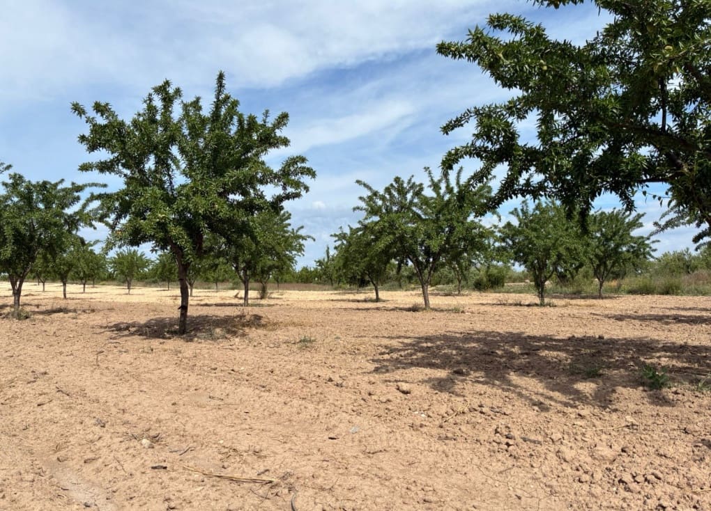 Byggegrund til salg i Ricote - € 26.000 (Ref: 9165287)