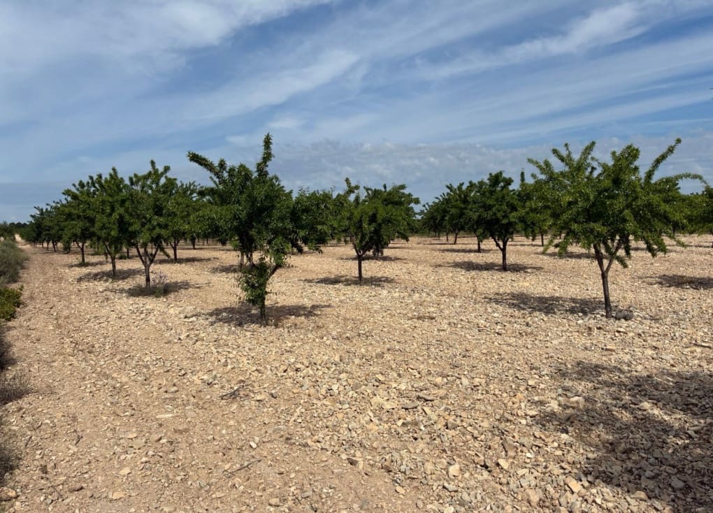 Byggegrund til salg i Ricote - € 26.000 (Ref: 9165287)