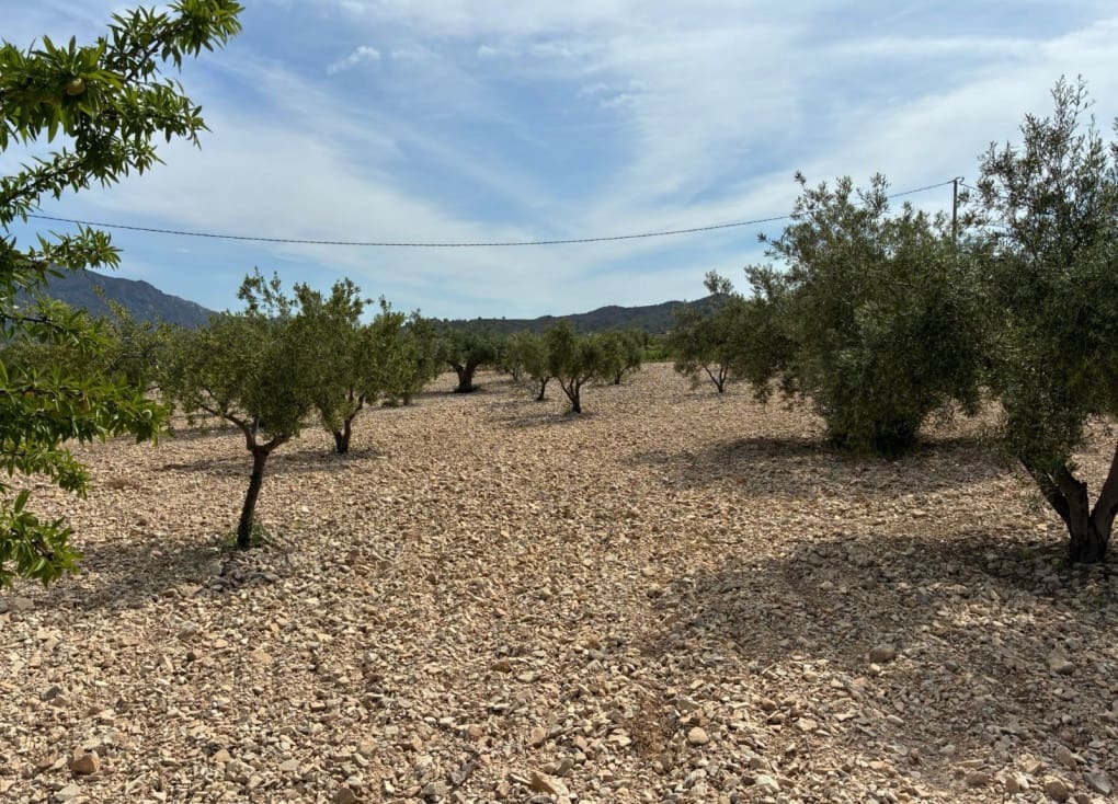 Byggegrund til salg i Ricote - € 26.000 (Ref: 9165287)