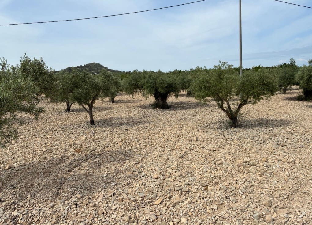 Byggegrund til salg i Ricote - € 26.000 (Ref: 9165287)