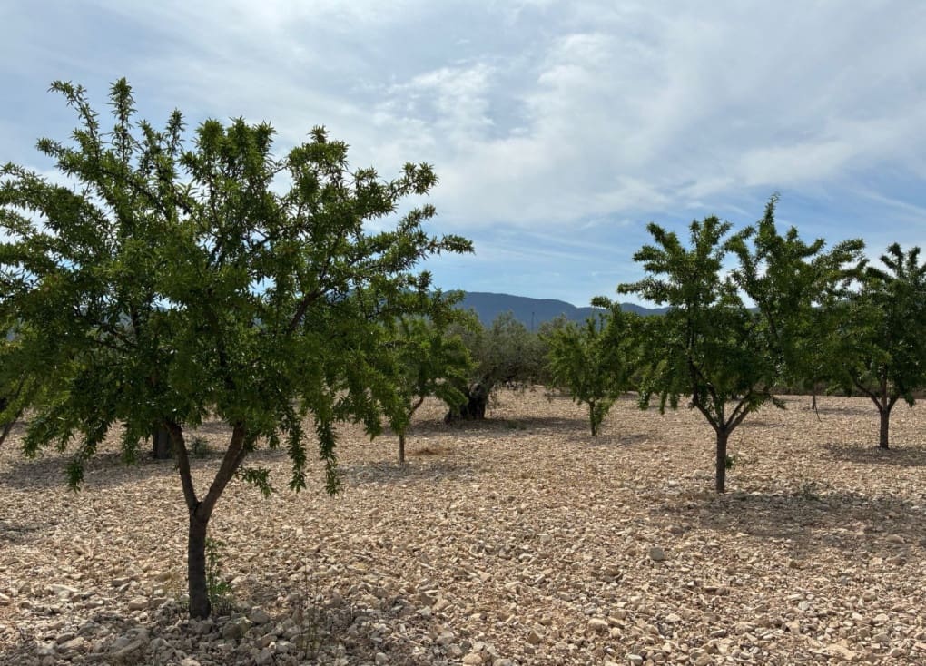 Byggegrund til salg i Ricote - € 26.000 (Ref: 9165287)