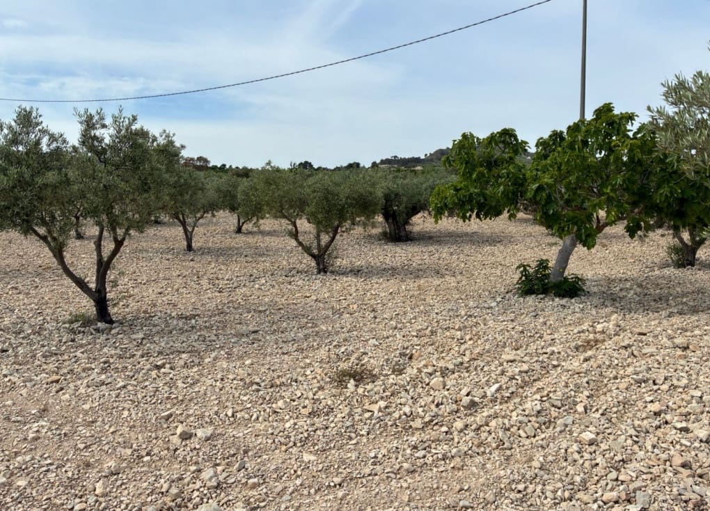 Byggegrund til salg i Ricote - € 26.000 (Ref: 9165287)