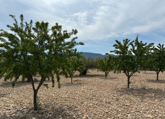 Bouwgrond te koop in Ricote - € 26.000 (Ref: 9165287)