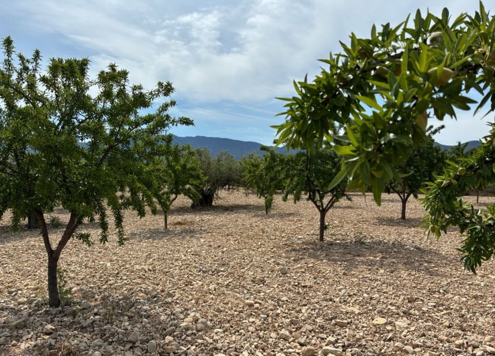 Byggegrund til salg i Ricote - € 26.000 (Ref: 9165287)