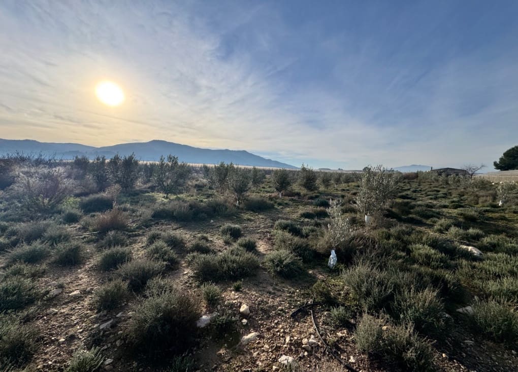 2 sovrum Finca/Hus på landet till salu i Abaran med pool - 89 000 € (Ref: 9528674)