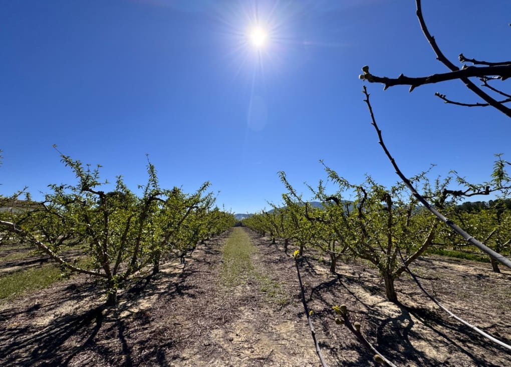 3 chambre Finca/Maison de Campagne à vendre à Cieza avec piscine garage - 195 000 € (Ref: 9566795)