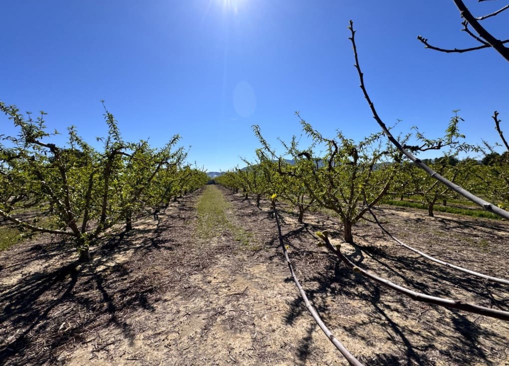 3 chambre Finca/Maison de Campagne à vendre à Cieza avec piscine garage - 195 000 € (Ref: 9566795)
