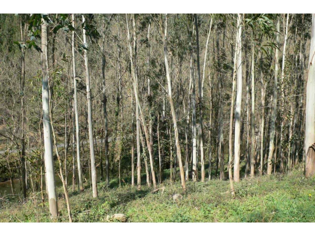 Grunde uden byggetilladelser til salg i Trucios - € 75.000 (Ref: 942840)