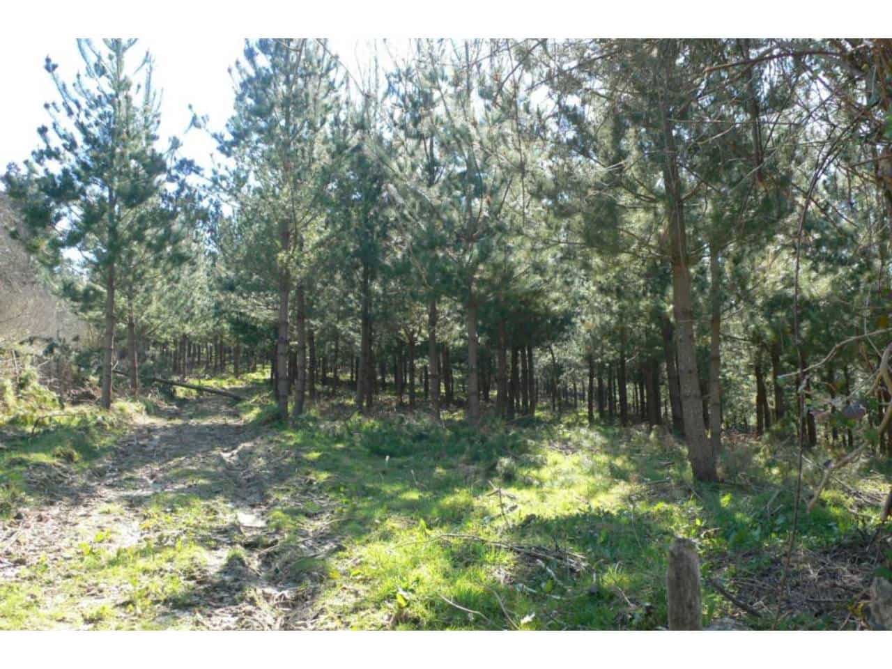Undeveloped Land for sale in Trucios - € 70,000 (Ref: 942841)