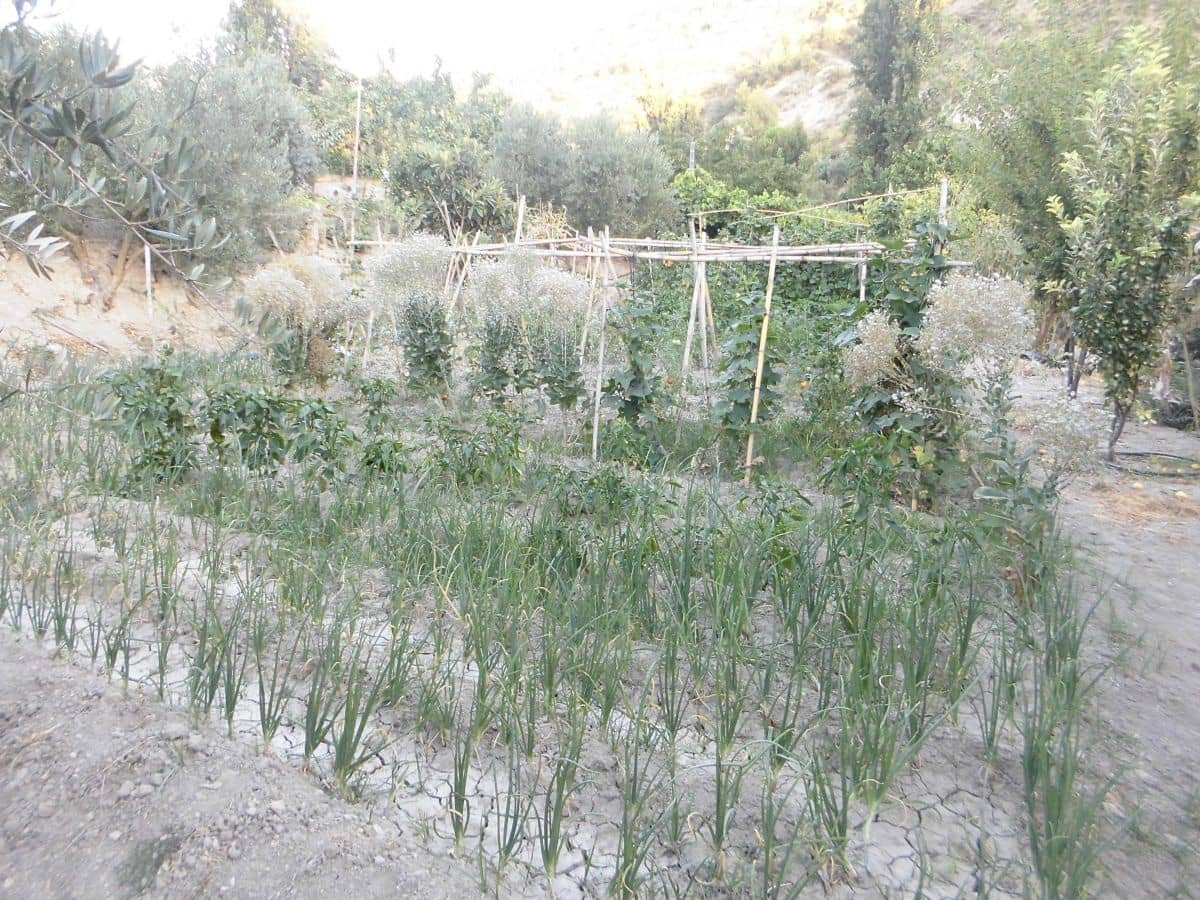 5 Zimmer Finca/Landgut zu verkaufen in Quesada mit Garage - 225.000 € (Ref: 9462737)