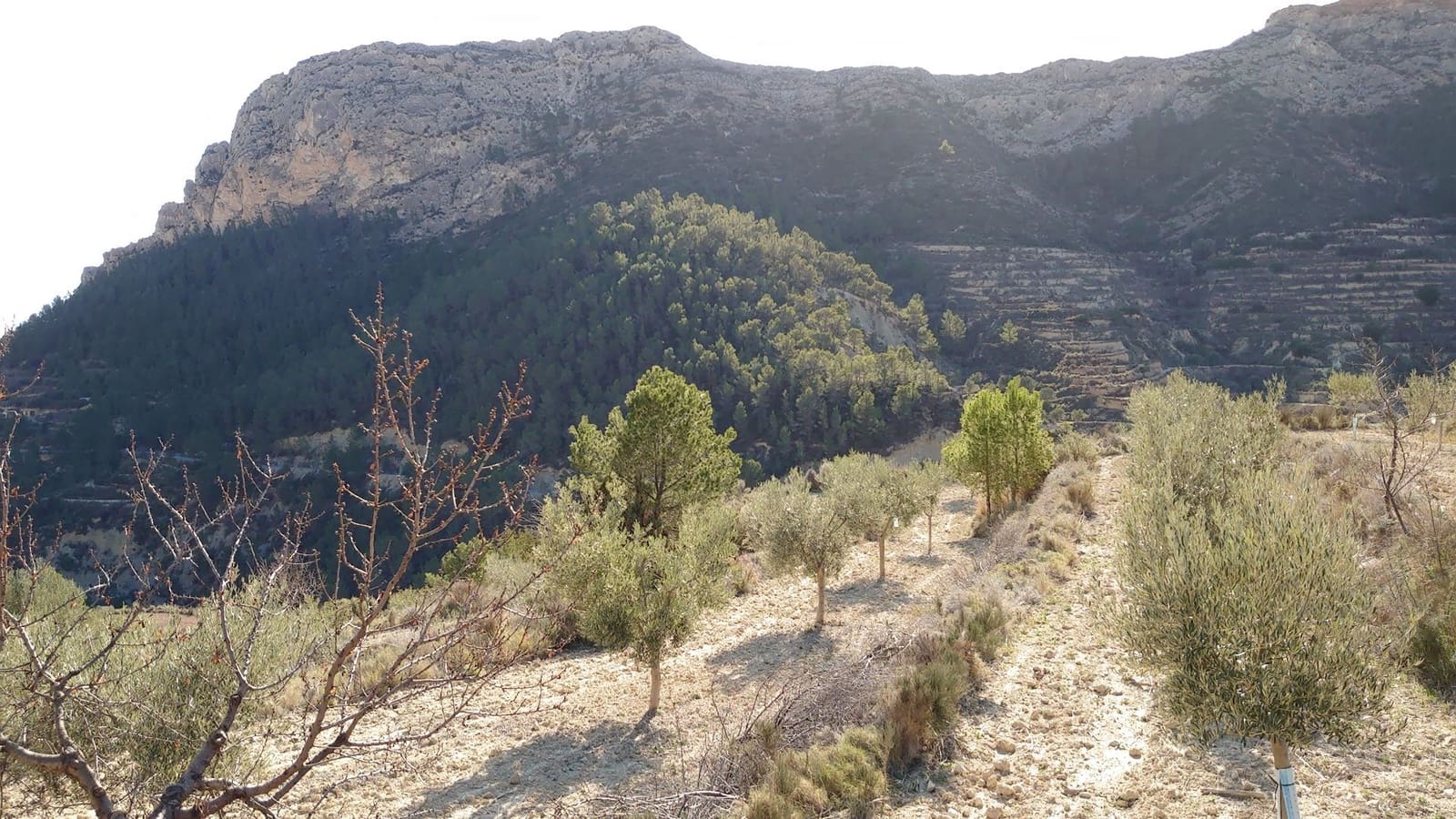 Mark till salu i Relleu - 53 000 € (Ref: 8773199)