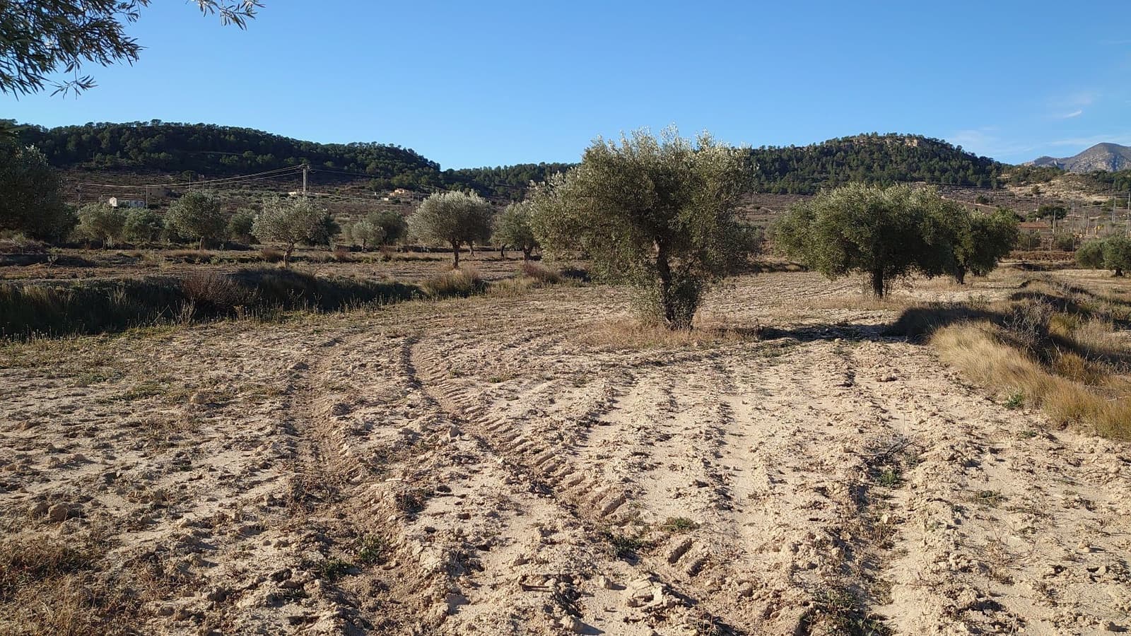 Grunde uden byggetilladelser til salg i Relleu - € 35.000 (Ref: 8864363)