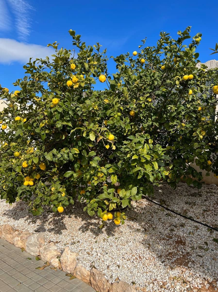 5 bedroom Villa for sale in Altea with pool garage - € 3,500,000 (Ref: 7527887)