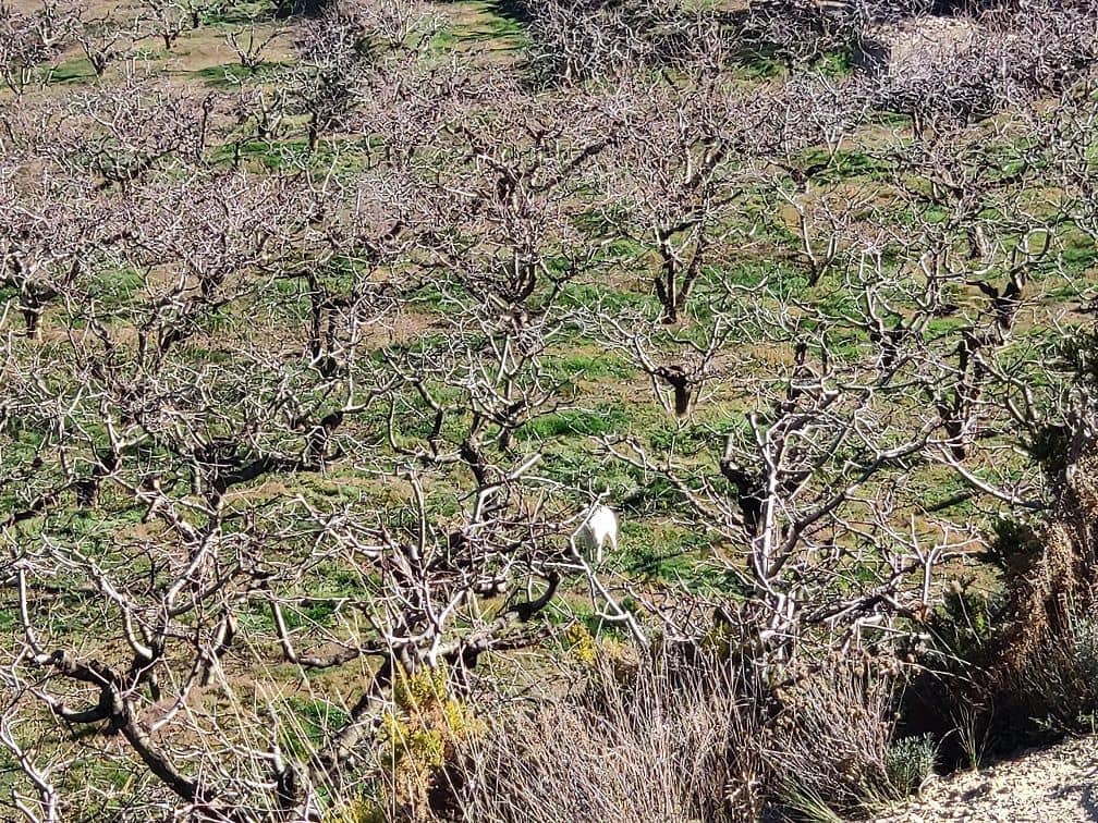 5 bedroom Villa for sale in Confrides - € 798,000 (Ref: 4849370)