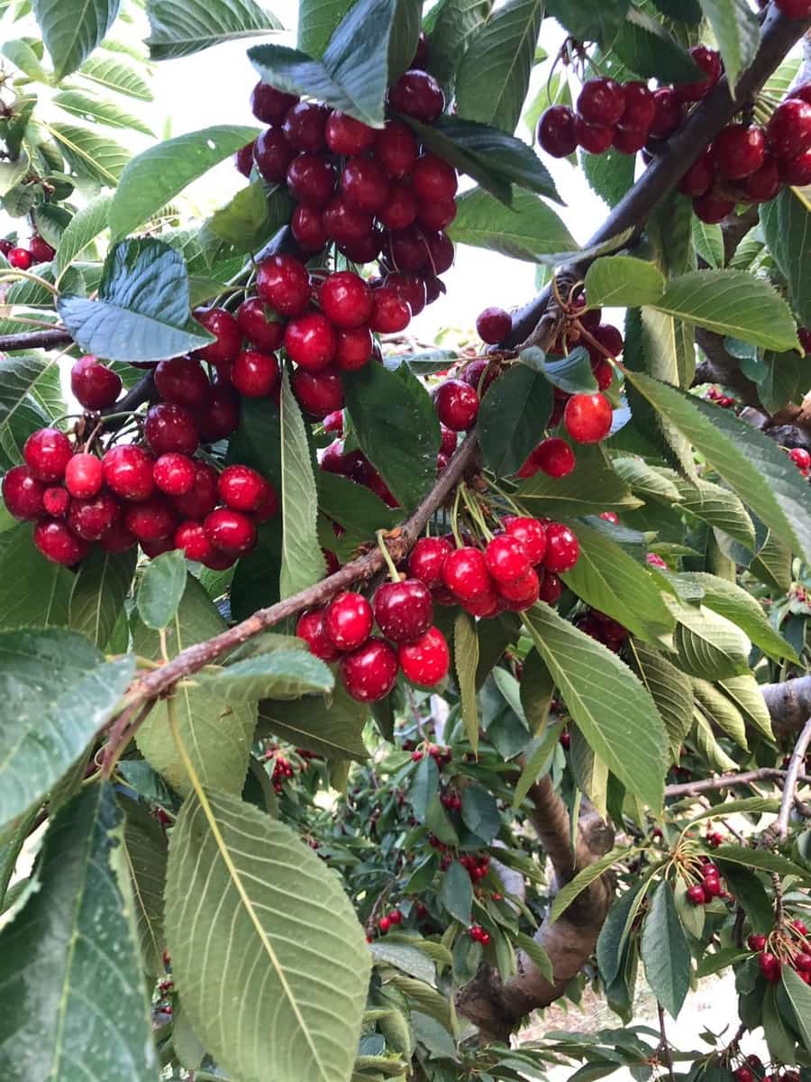 5 bedroom Villa for sale in Confrides - € 798,000 (Ref: 4849370)