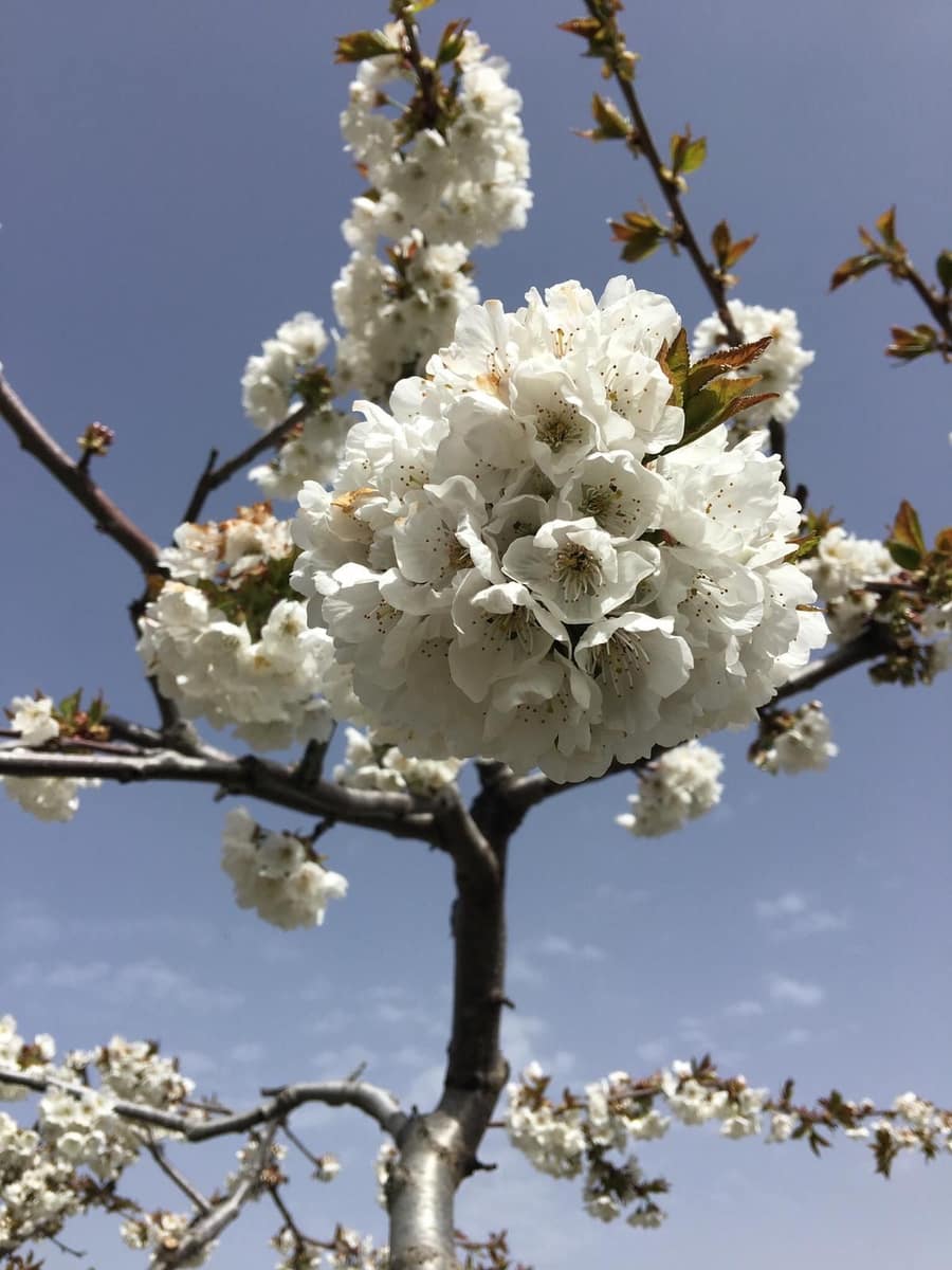 5 bedroom Villa for sale in Confrides - € 798,000 (Ref: 4849370)