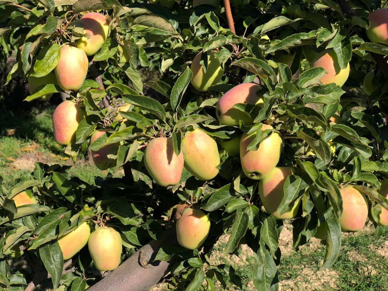 5 bedroom Villa for sale in Confrides - € 798,000 (Ref: 4849370)