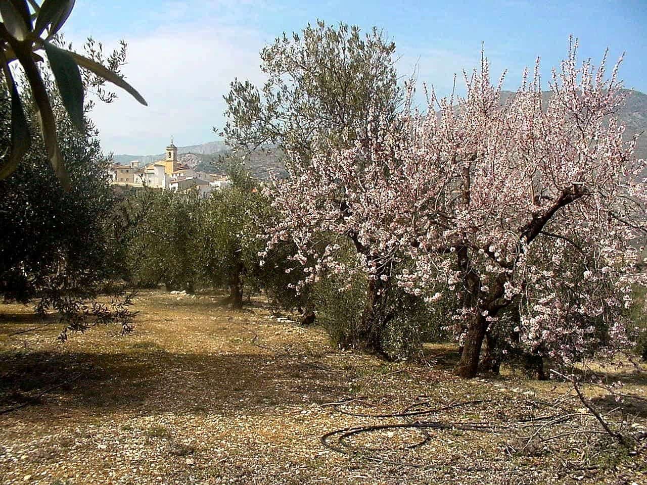 1 soveværelse Villa til salg i Confrides - € 130.000 (Ref: 8968013)