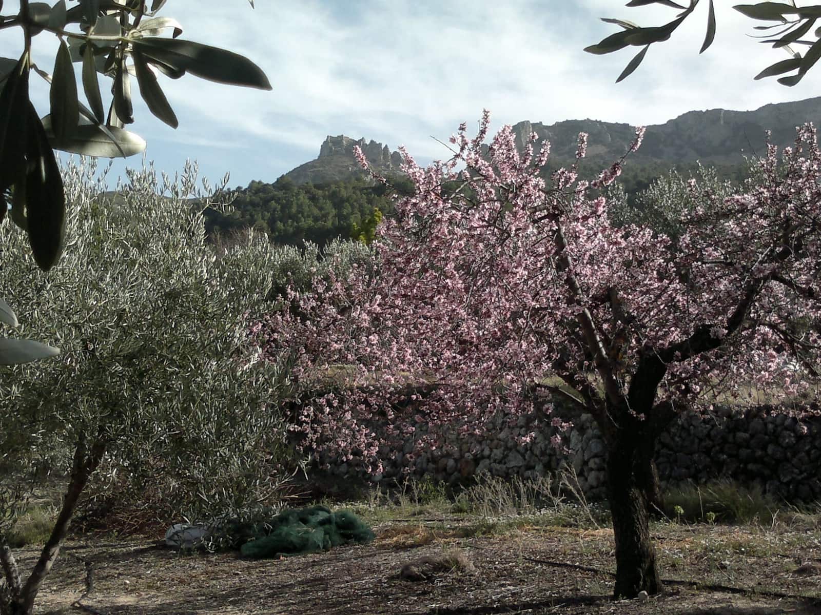 1 soveværelse Villa til salg i Confrides - € 130.000 (Ref: 8968013)