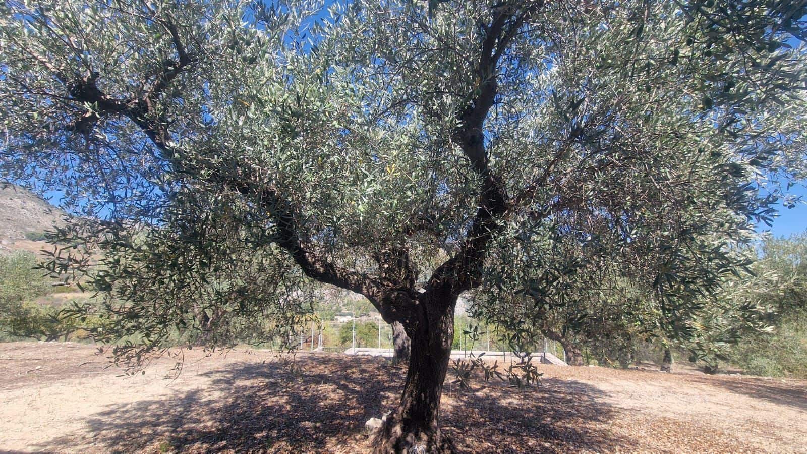 1 soveværelse Villa til salg i Confrides - € 130.000 (Ref: 8968013)